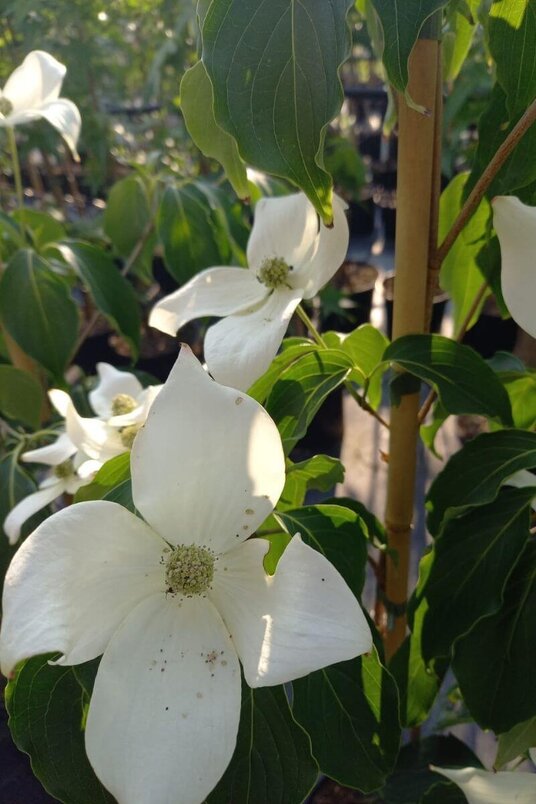 Jonge Japanse Grootbloemige Kornoelje boom | Cornus kousa 'China Girl'