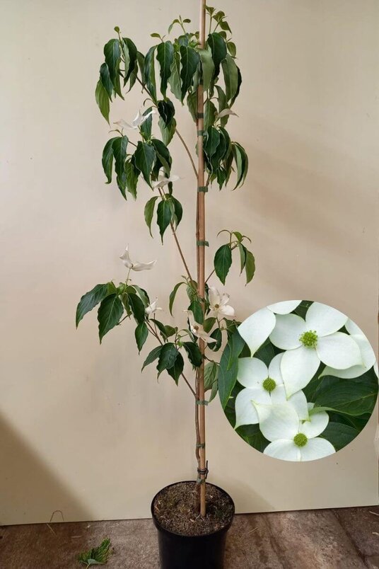 Jonge Japanse Grootbloemige Kornoelje boom | Cornus kousa 'China Girl'