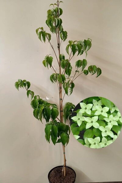 Young Large-flowered Japanese Dogwood tree | Cornus kousa 'Milky Way'