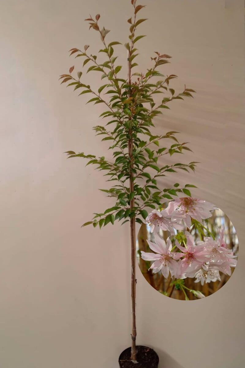 https://cdn.webshopapp.com/shops/304745/files/432462160/file.jpg