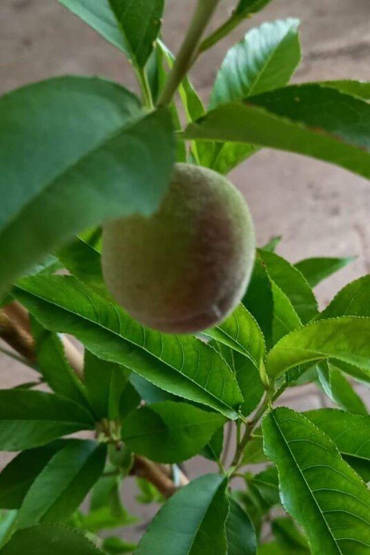 Junger Säulenpfirsichbaum | Prunus persica 'Terute-Shiro