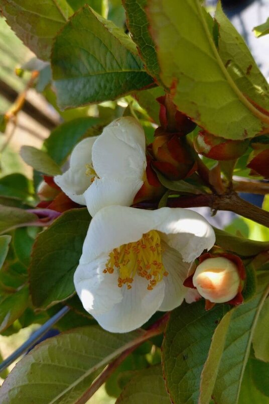 Young Mock Camellia tree | Stewartia rostrata"