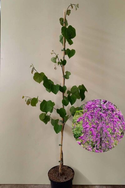Jonge Afhangende Judasboom | Cercis canadensis 'Lavender Twist