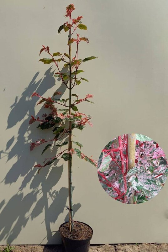 Jonge Bontbladige Slangenesdoorn boom | Acer conspicuum 'Red Flamingo'