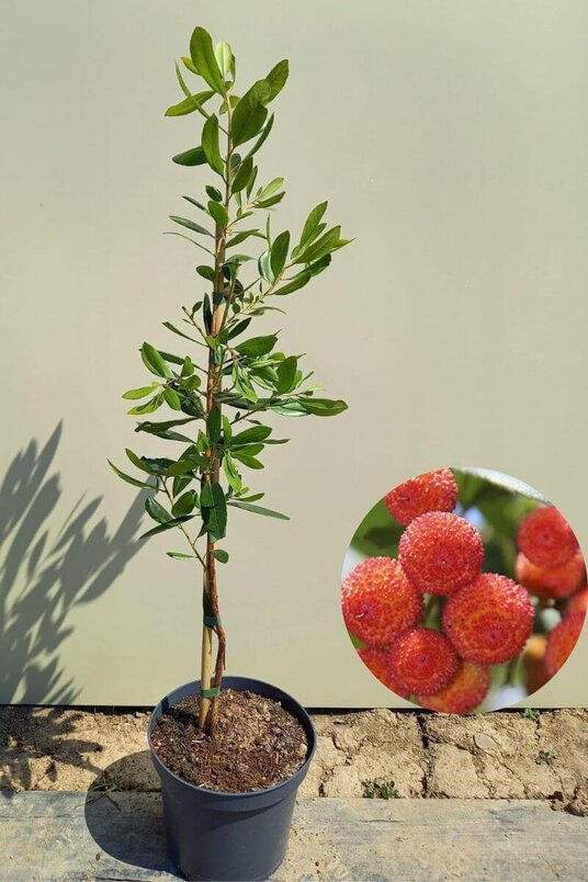 Junger Erdbeerbaum | Arbutus unedo