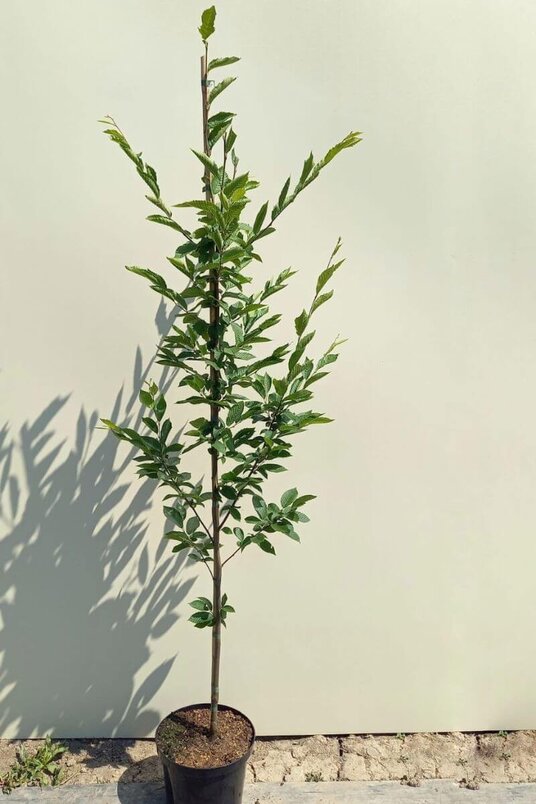 Jonge  Zuilvormige Haagbeuk boom | Carpinus betulus  'Fastigiata'