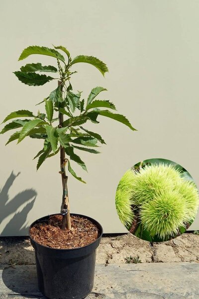 Young Sweet Chestnut Tree | Castanea sativa 'Pyramidalis'