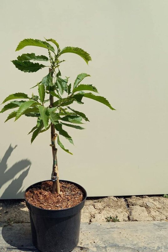 Junge Edelkastanienbaum | Castanea sativa 'Pyramidalis'