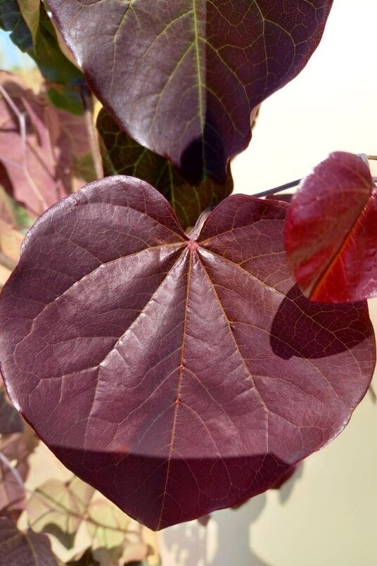 Young American Redbud | Cercis canadensis 'Merlot'