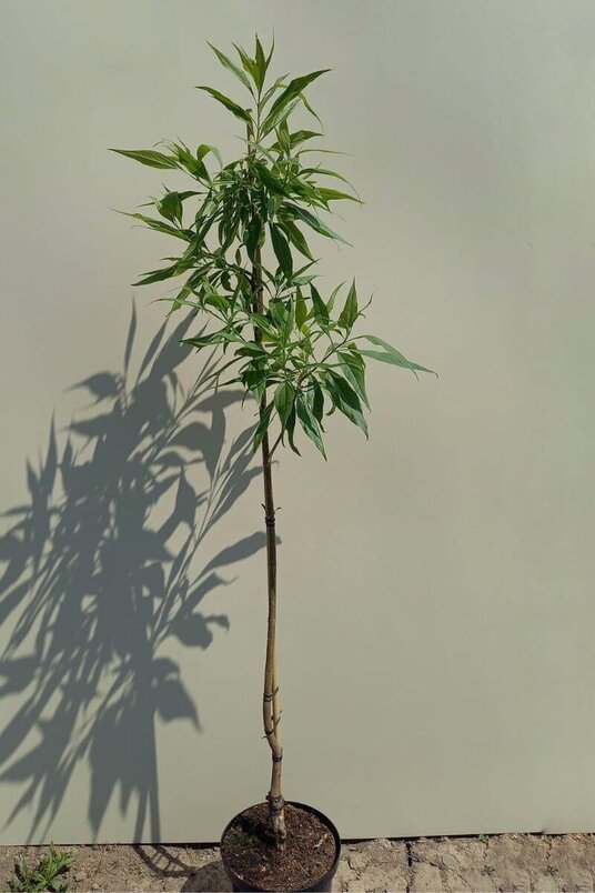 Junger Wüstenweidenbaum | Chitalpa tashkentensis ‘Summer Bells’