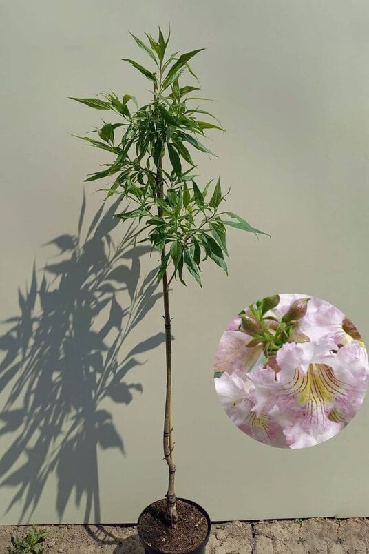 Young Desert Willow Tree | Chitalpa tashkentensis ‘Summer Bells’