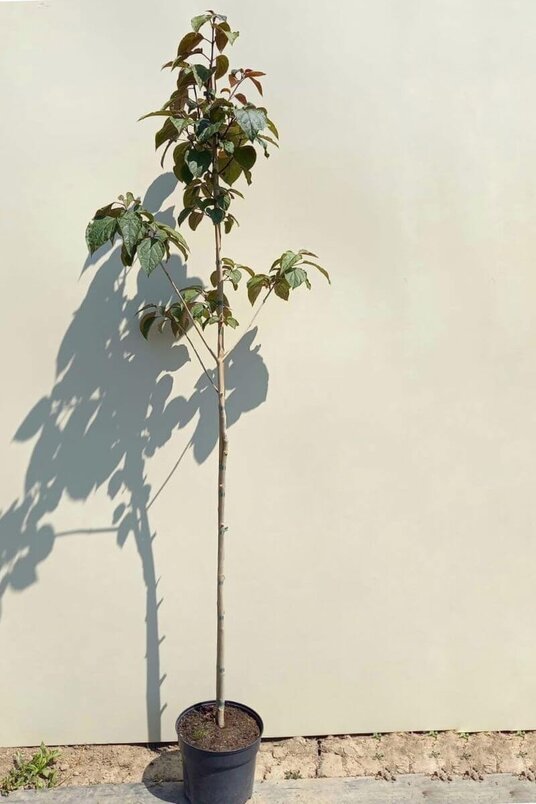 Junger Erdnussbutterbaum | Clerodendrum trichotomum