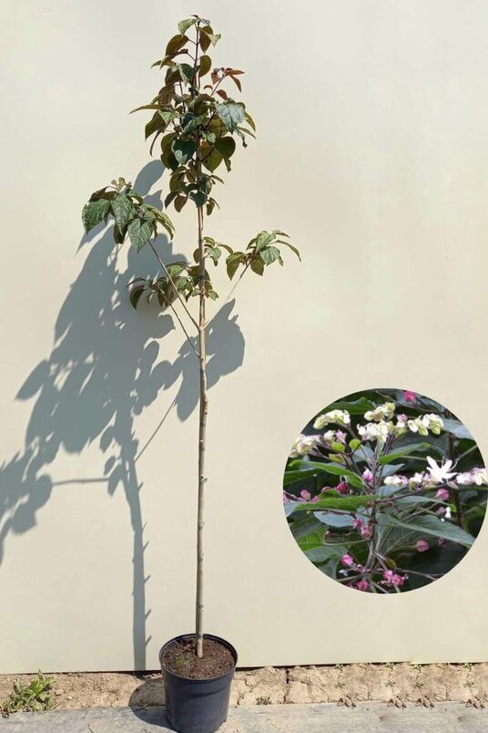Junger Erdnussbutterbaum | Clerodendrum trichotomum