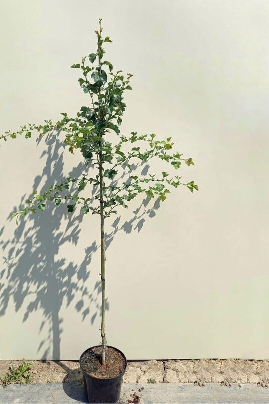 Junger Zwei-Stil-Weißdornbaum | Crataegus laev. „Rosea Flore Pleno“
