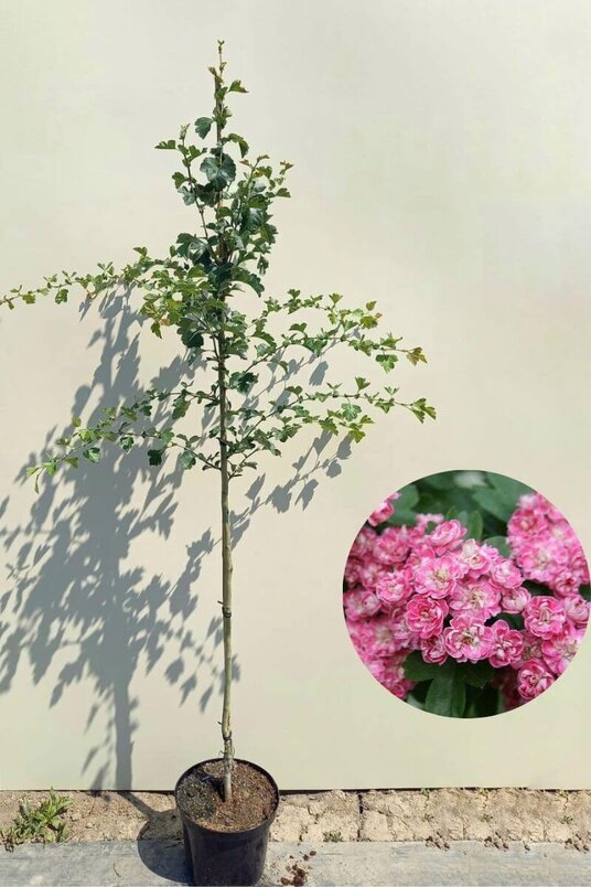 Junger Zwei-Stil-Weißdornbaum | Crataegus laev. „Rosea Flore Pleno“