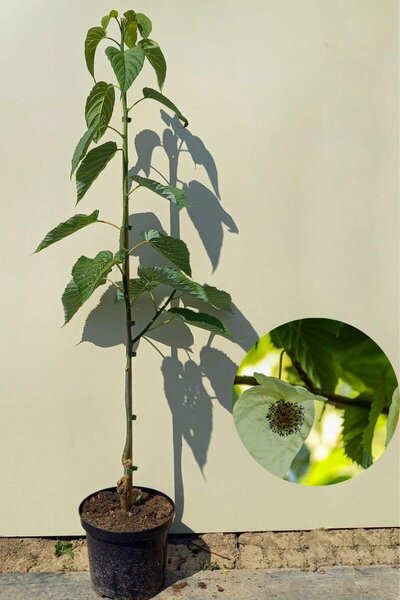Junger Taschentuchbaum | Davidia involucrata 'Sonoma