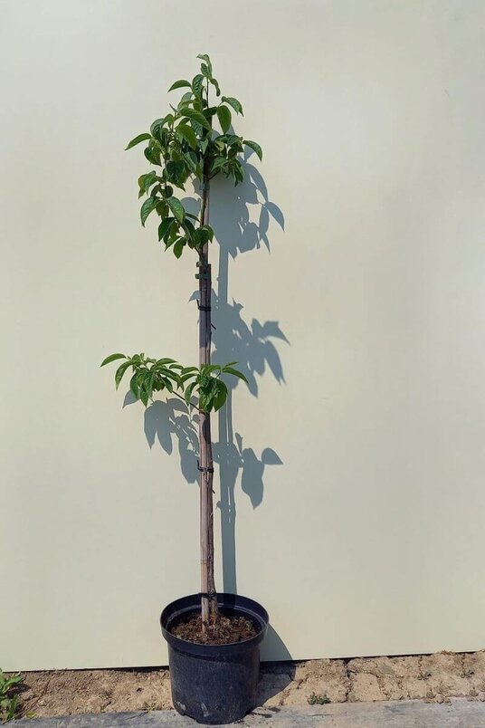 Junger Lotosbaum | Diospyros lotus