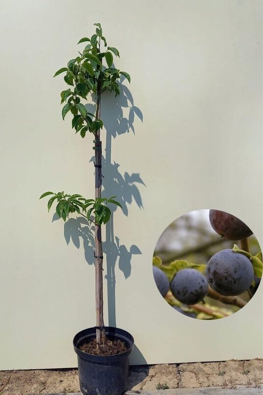 Young Date Plum Tree | Diospyros lotus