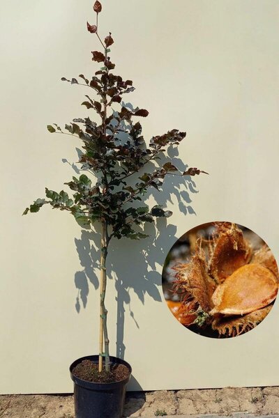 Junger Rotbuchenbaum | Fagus sylvatica 'Atropunicea'