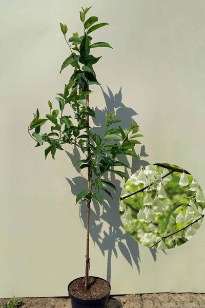 Jonge Sneeuwklokjesboom | Halesia carolina