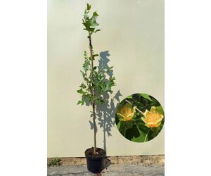 bambus asia wonder Gartenbambus 'Asian Wonder' kaufen main image 1