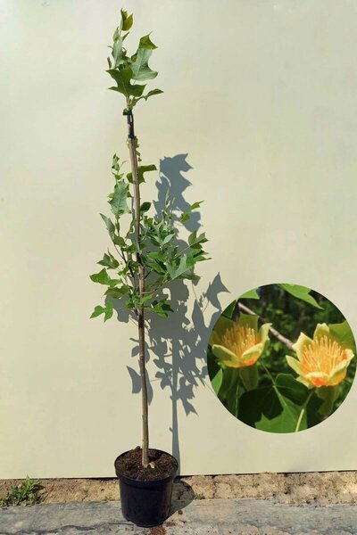 Junger Amerikanischer Tulpenbaum | Liriodendron tulipifera