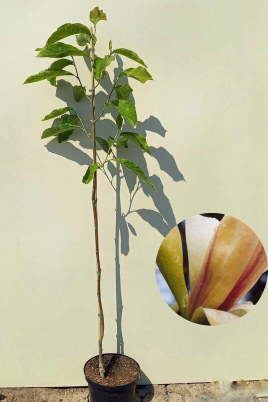 Junger Magnolienbaum | Magnolia 'Banana Split