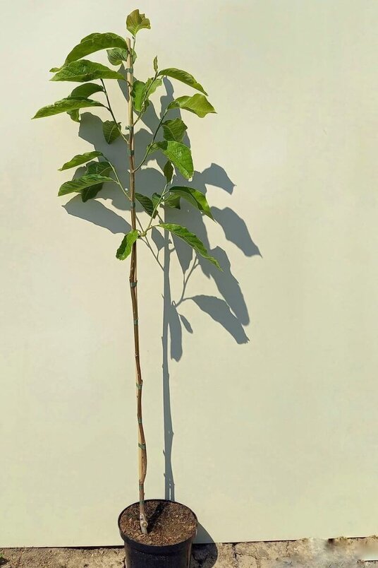 Young Magnolia Tree | Magnolia 'Banana Split