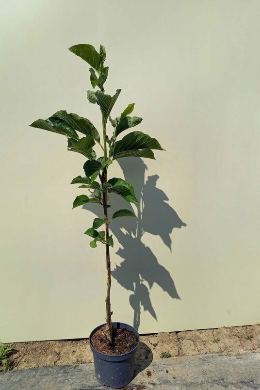 Junger Brooklyn-Magnolienbaum | Magnolia brooklynensis 'Woodsman