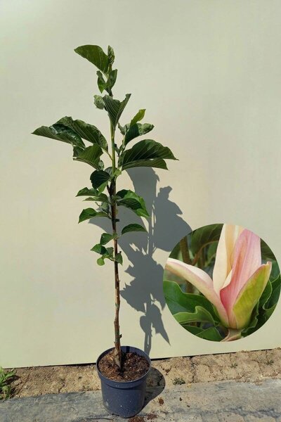 Jonge Beverboom | Magnolia brooklynensis 'Woodsman