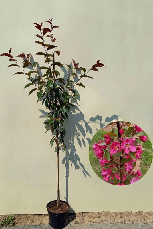 Young Ornamental Apple Tree | Malus 'Paul Hauber'