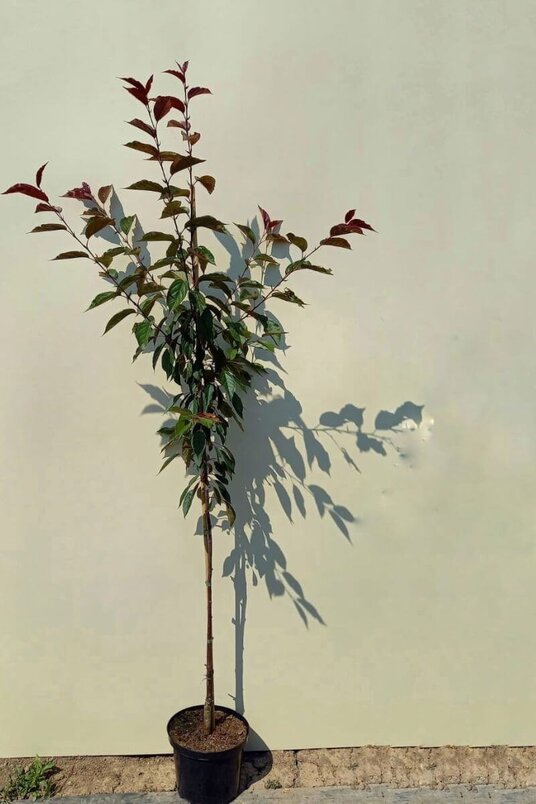 Junger Zierapfelbaum | Malus 'Paul Hauber'