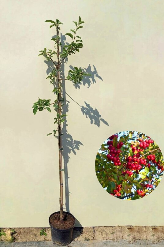 Jonge sierappelboom | Malus 'Red Sentinel'