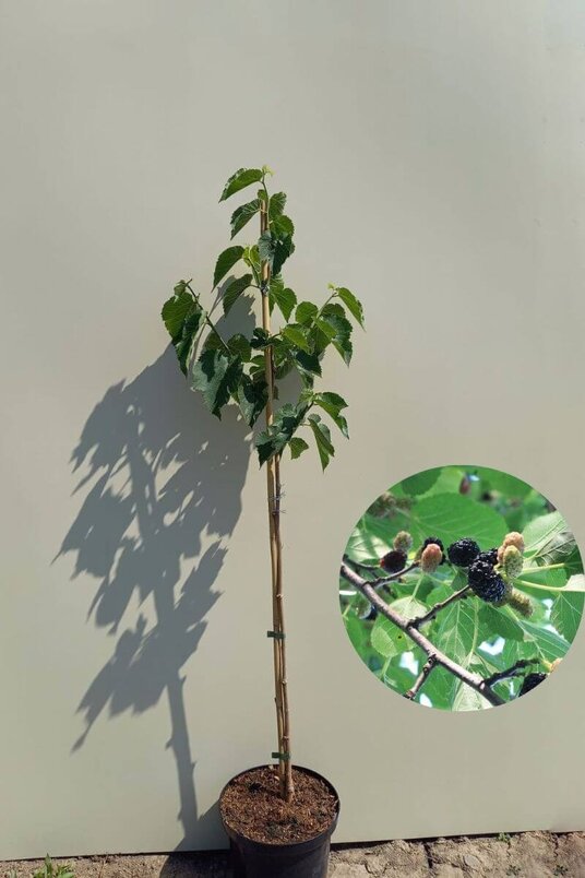 Jonge Zwarte Moerbei boom | Morus nigra