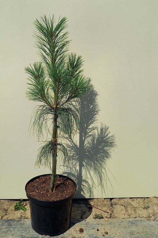 Jonge Tranenden boom | Pinus wallichiana