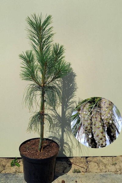 Jonge Tranenden boom | Pinus wallichiana