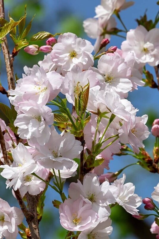 Jonge Zuilvormige Japanse sierkers boom | Prunus serrulata 'Amanogawa'