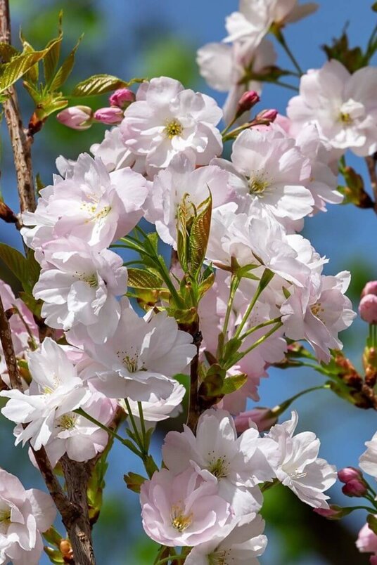 Young Columnar Japanese Flowering Cherry Tree | Prunus serrulata 'Amanogawa'