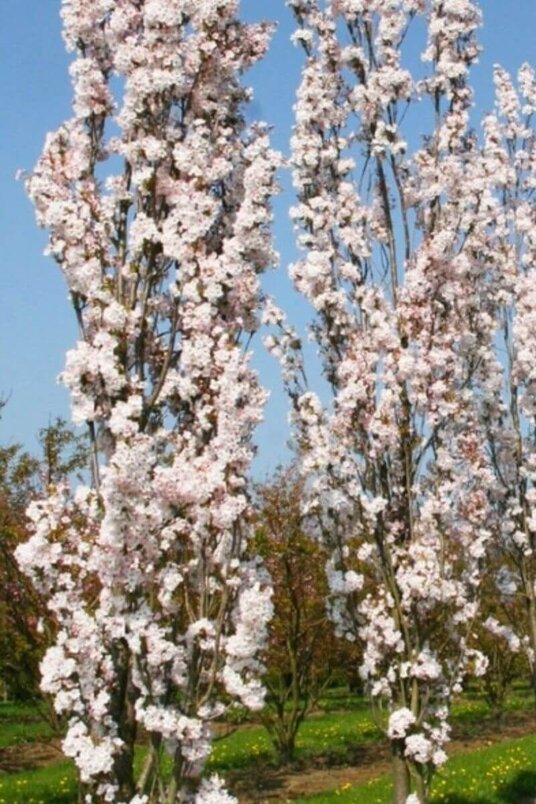 Young Columnar Japanese Flowering Cherry Tree | Prunus serrulata 'Amanogawa'