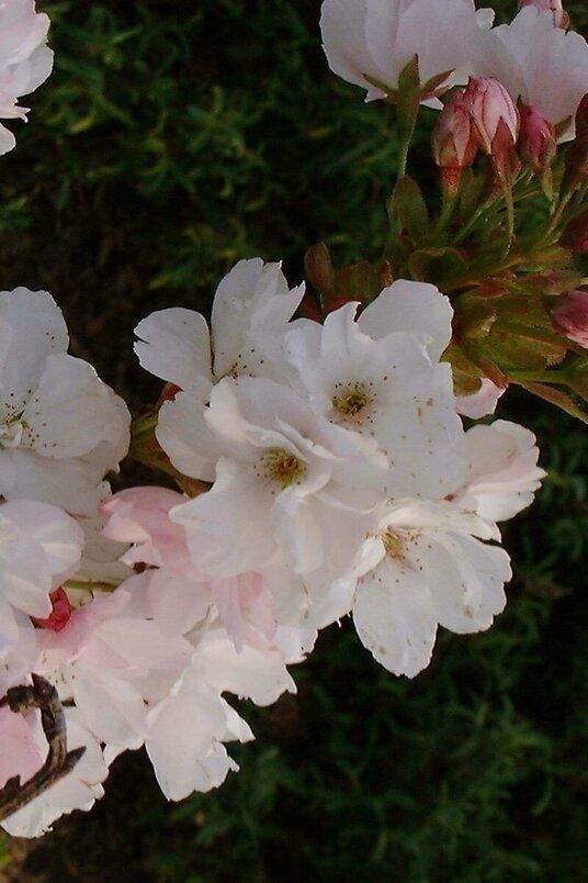 Jonge Zuilvormige Japanse sierkers boom | Prunus serrulata 'Amanogawa'