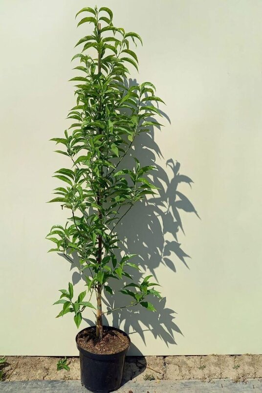 Young Columnar Peach Tree | Prunus persica 'Terute-Shiro'