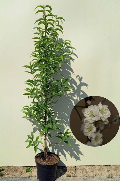 Junger Säulenpfirsichbaum | Prunus persica 'Terute-Shiro