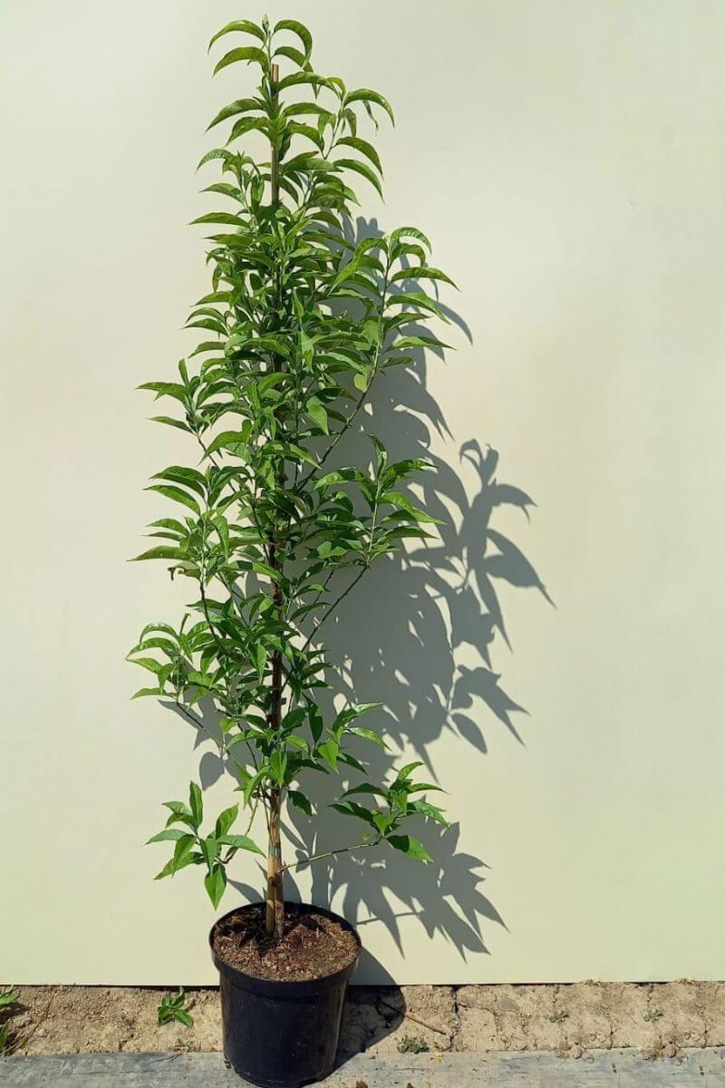 https://cdn.webshopapp.com/shops/304745/files/432532800/file.jpg