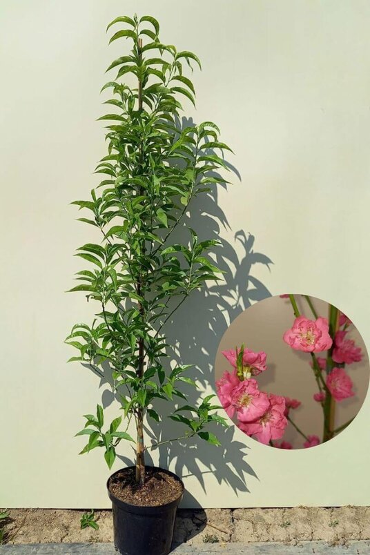 Jonge Zuilvormige Perzikboom | Prunus persica 'Terute-Beni