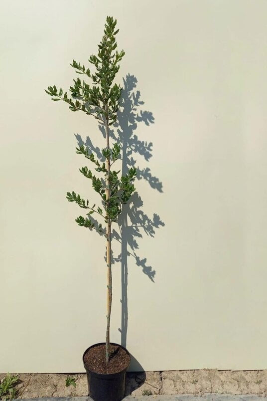 Junge Steineiche Baum | Quercus ilex
