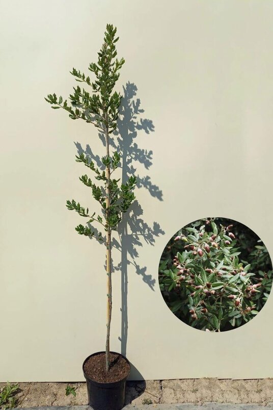 Jonge Steeneik boom | Quercus ilex