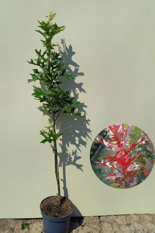 Jonge Zuilvormige Moeraseikenboom | Quercus palustris 'Green Pillar'
