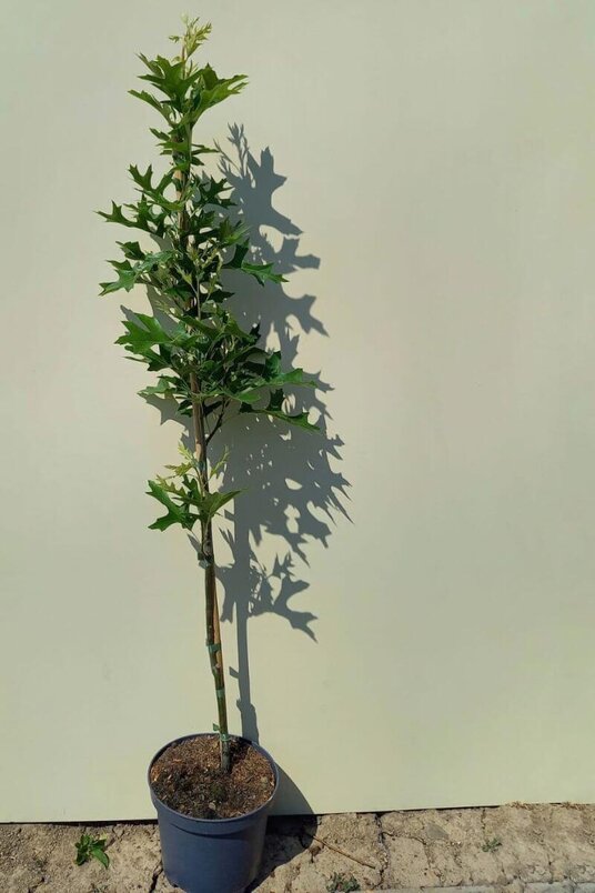 Junger Säulen-Sumpfeichenbaum | Quercus palustris 'Green Pillar'