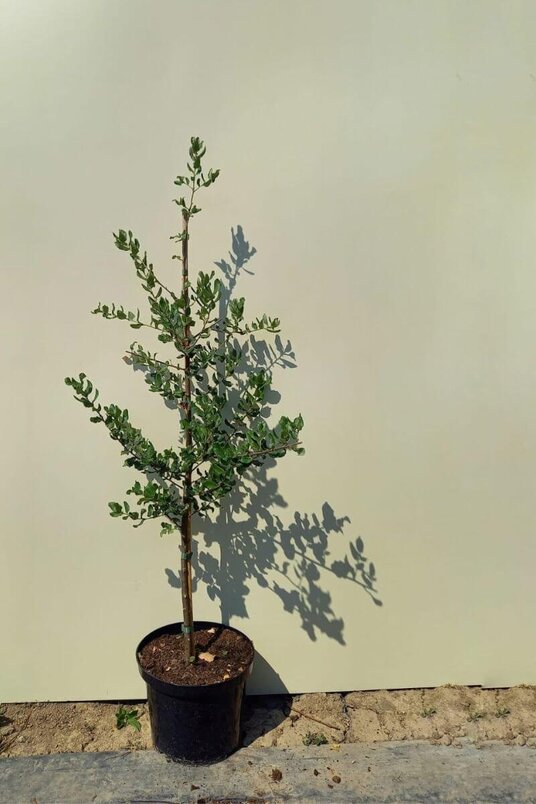 Junger Korkeichenbaum | Quercus suber