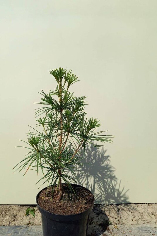 Young Japanese Umbrella Pine Tree | Sciadopitys verticillata